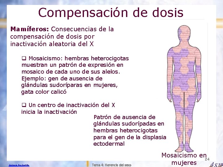 Compensación de dosis Mamíferos: Consecuencias de la compensación de dosis por inactivación aleatoria del