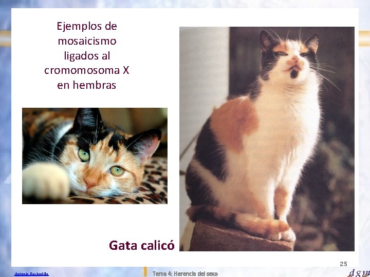 Ejemplos de mosaicismo ligados al cromomosoma X en hembras Gata calicó 25 Antonio Barbadilla