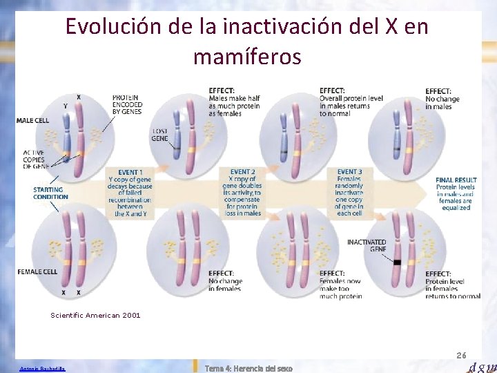 Evolución de la inactivación del X en mamíferos Scientific American 2001 26 Antonio Barbadilla