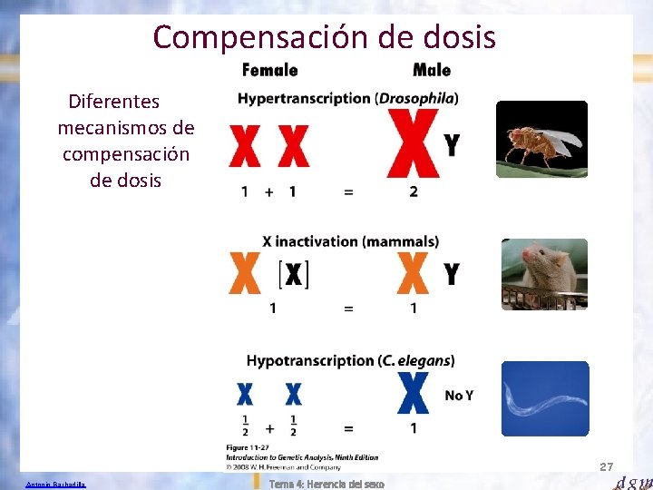 Compensación de dosis Diferentes mecanismos de compensación de dosis 27 Antonio Barbadilla Tema 4: