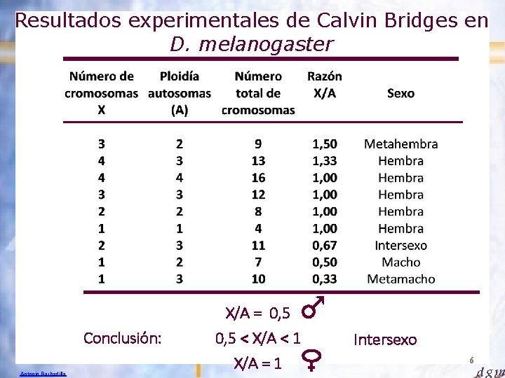 Resultados experimentales de Calvin Bridges en D. melanogaster Conclusión: Antonio Barbadilla X/A = 0,