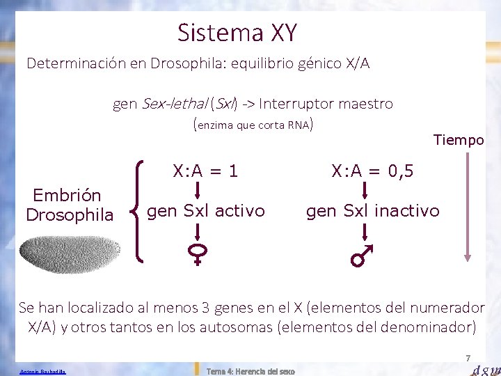 Sistema XY Determinación en Drosophila: equilibrio génico X/A gen Sex-lethal (Sxl) -> Interruptor maestro