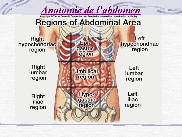 Anatomie de l’abdomen 