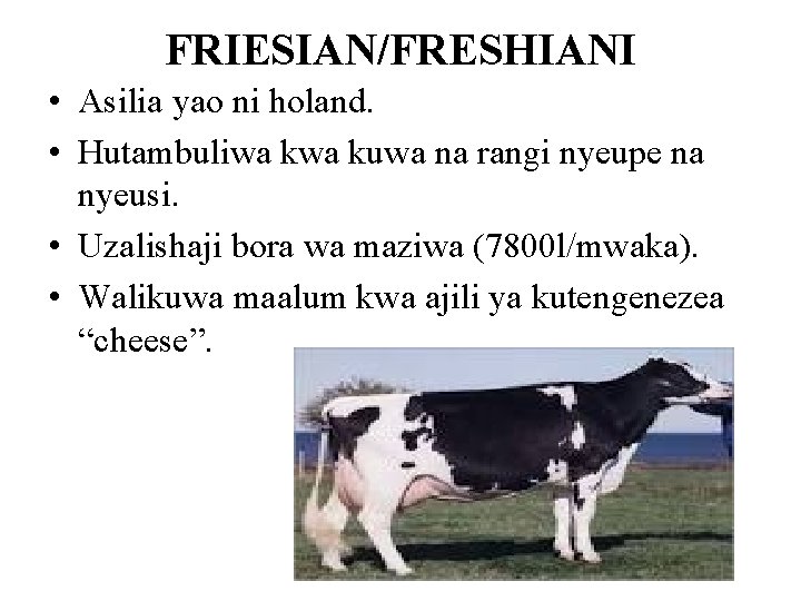 FRIESIAN/FRESHIANI • Asilia yao ni holand. • Hutambuliwa kuwa na rangi nyeupe na nyeusi.