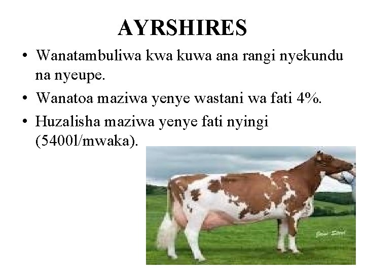 AYRSHIRES • Wanatambuliwa kuwa ana rangi nyekundu na nyeupe. • Wanatoa maziwa yenye wastani