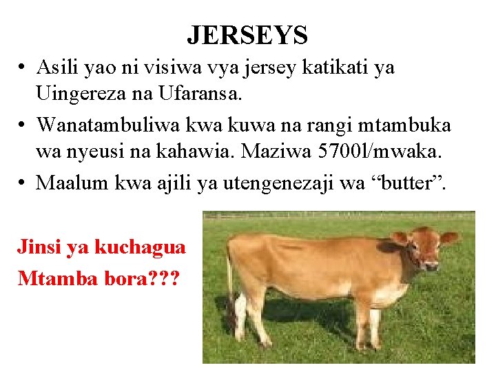 JERSEYS • Asili yao ni visiwa vya jersey kati ya Uingereza na Ufaransa. •