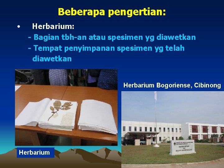 Beberapa pengertian: • Herbarium: - Bagian tbh-an atau spesimen yg diawetkan - Tempat penyimpanan