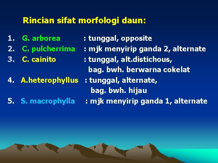 Rincian sifat morfologi daun: 1. 2. 3. G. arborea C. pulcherrima C. cainito :