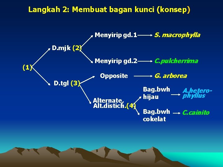 Langkah 2: Membuat bagan kunci (konsep) Menyirip gd. 1 S. macrophylla Menyirip gd. 2