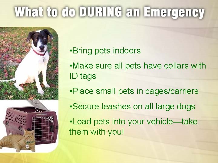  • Bring pets indoors • Make sure all pets have collars with ID