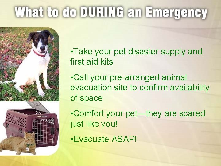 • Take your pet disaster supply and first aid kits • Call your