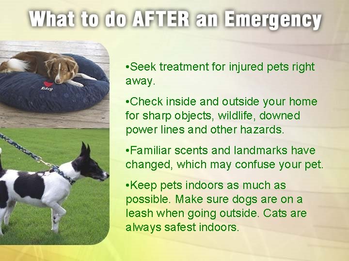  • Seek treatment for injured pets right away. • Check inside and outside