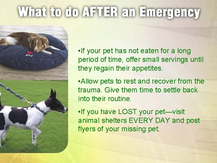  • If your pet has not eaten for a long period of time,