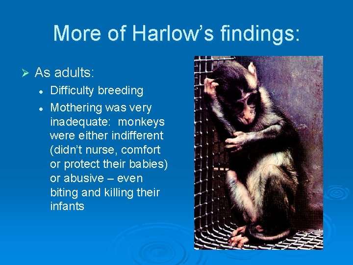 More of Harlow’s findings: Ø As adults: l l Difficulty breeding Mothering was very