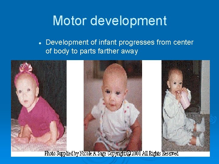 Motor development l Development of infant progresses from center of body to parts farther