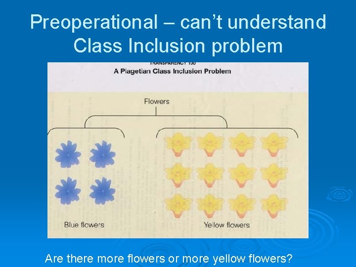 Preoperational – can’t understand Class Inclusion problem Are there more flowers or more yellow