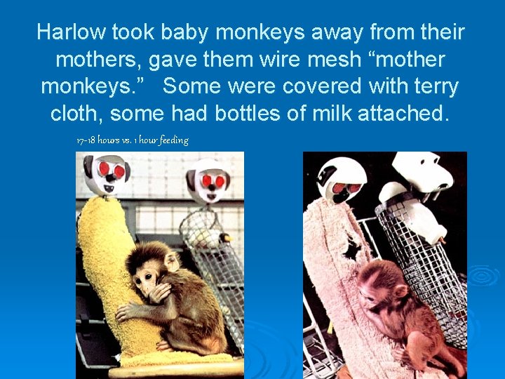 Harlow took baby monkeys away from their mothers, gave them wire mesh “mother monkeys.