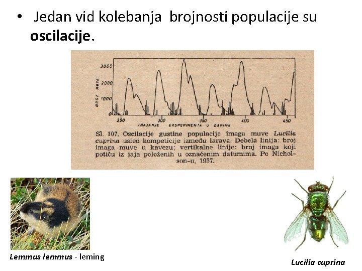  • Jedan vid kolebanja brojnosti populacije su oscilacije. Lemmus lemmus - leming Lucilia