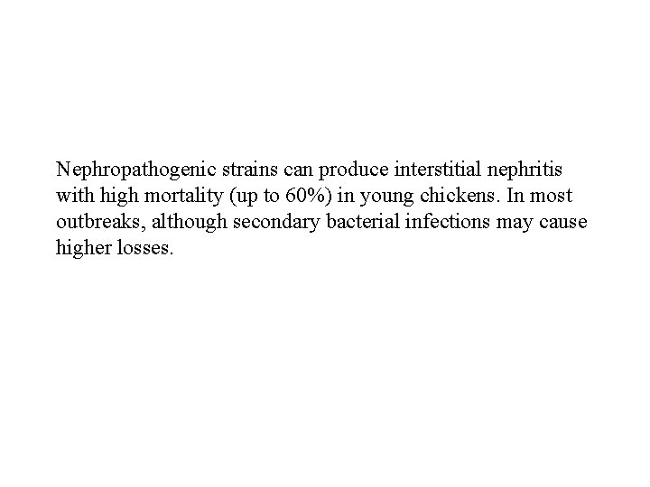 Nephropathogenic strains can produce interstitial nephritis with high mortality (up to 60%) in young