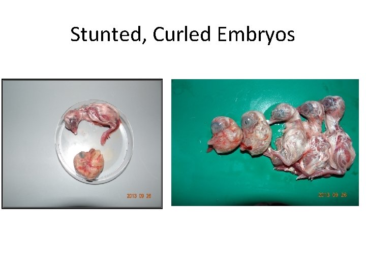 Stunted, Curled Embryos 