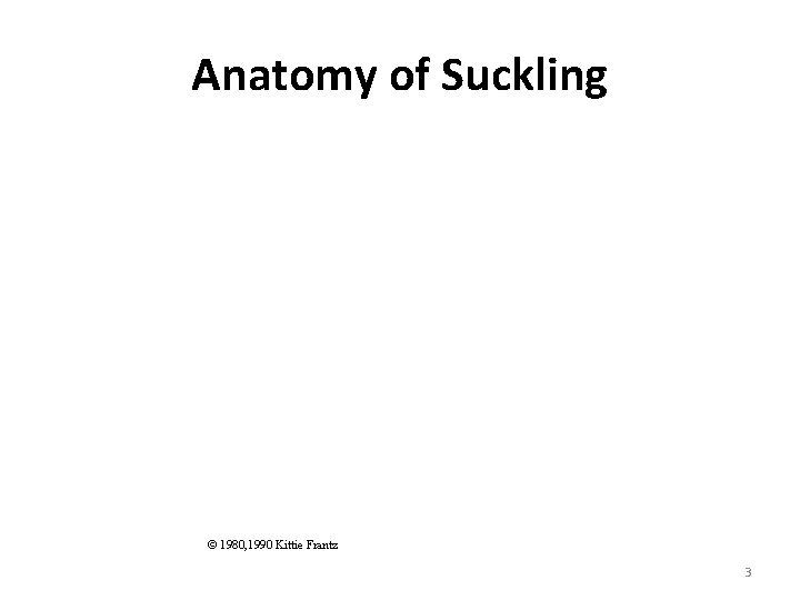 Anatomy of Suckling © 1980, 1990 Kittie Frantz 3 