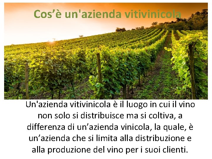Cos’è un'azienda vitivinicola Un'azienda vitivinicola è il luogo in cui il vino non solo