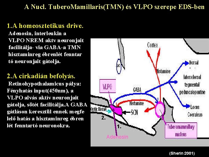 A Nucl. Tubero. Mamillaris(TMN) és VLPO szerepe EDS-ben 1. A homeosztetikus drive. Adenosin, interleukin