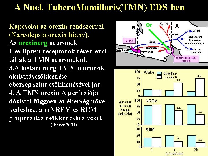 A Nucl. Tubero. Mamillaris(TMN) EDS-ben Kapcsolat az orexin rendszerrel. (Narcolepsia, orexin hiány). Az orexinerg