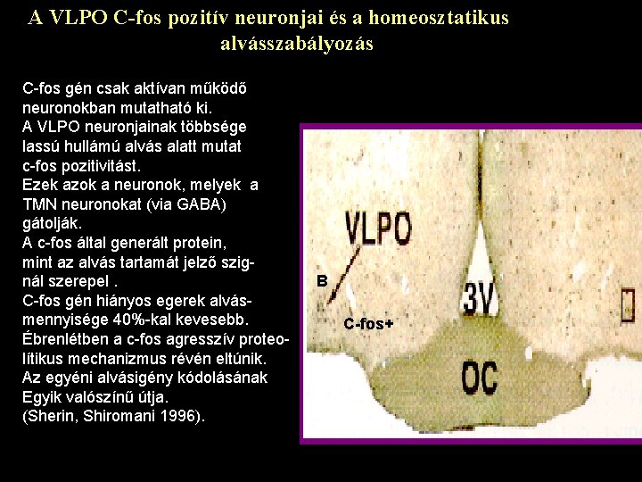 A VLPO C-fos pozitív neuronjai és a homeosztatikus alvásszabályozás C-fos gén csak aktívan működő