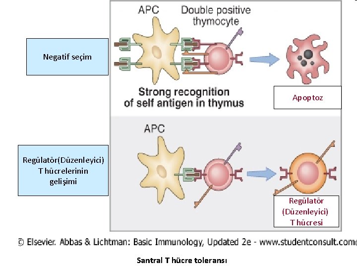 Negatif seçim Apoptoz Regülatör(Düzenleyici) T hücrelerinin gelişimi Regülatör (Düzenleyici) T hücresi Santral T hücre