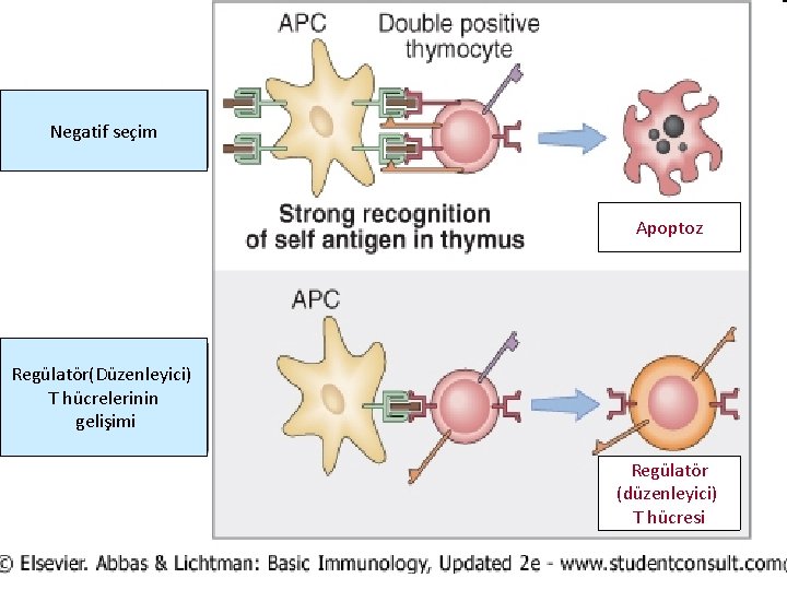 Negatif seçim Apoptoz Regülatör(Düzenleyici) T hücrelerinin gelişimi Regülatör (düzenleyici) T hücresi 