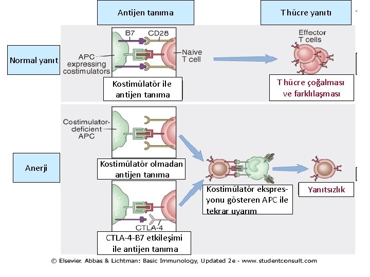 Antijen tanıma T hücre yanıtı Normal yanıt Kostimülatör ile antijen tanıma Anerji T hücre