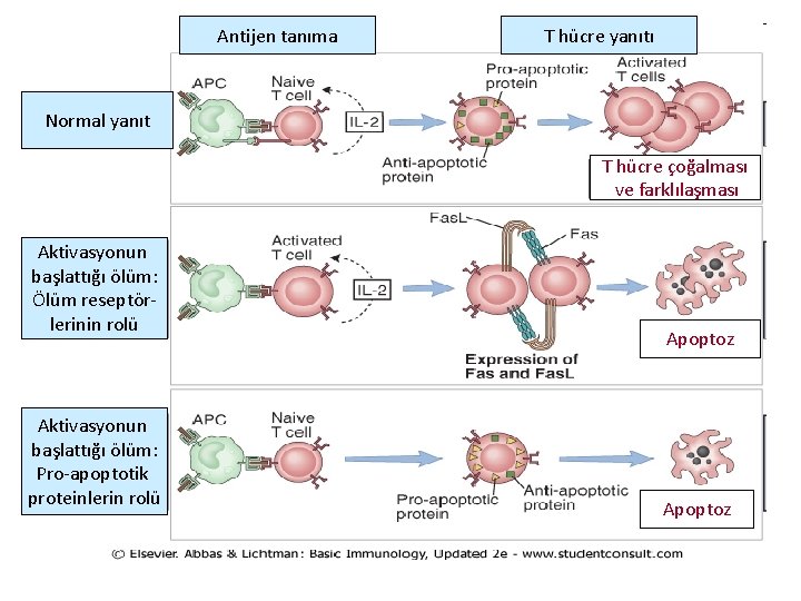 Antijen tanıma T hücre yanıtı Normal yanıt T hücre çoğalması ve farklılaşması Aktivasyonun başlattığı