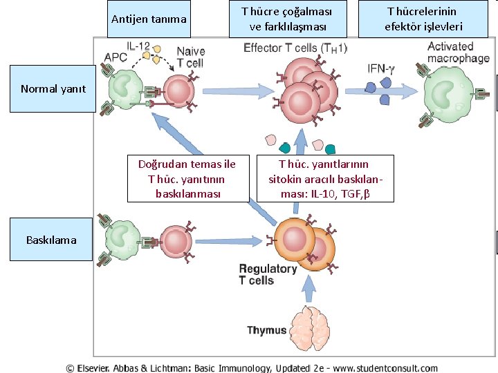 Antijen tanıma T hücre çoğalması ve farklılaşması Normal yanıt Doğrudan temas ile T hüc.
