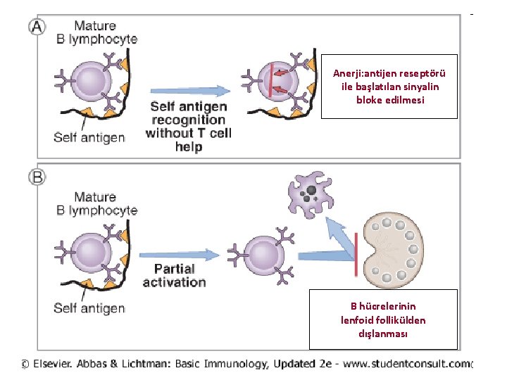Anerji: antijen reseptörü ile başlatılan sinyalin bloke edilmesi B hücrelerinin lenfoid follikülden dışlanması 