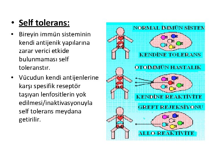  • Self tolerans: • Bireyin immün sisteminin kendi antijenik yapılarına zarar verici etkide