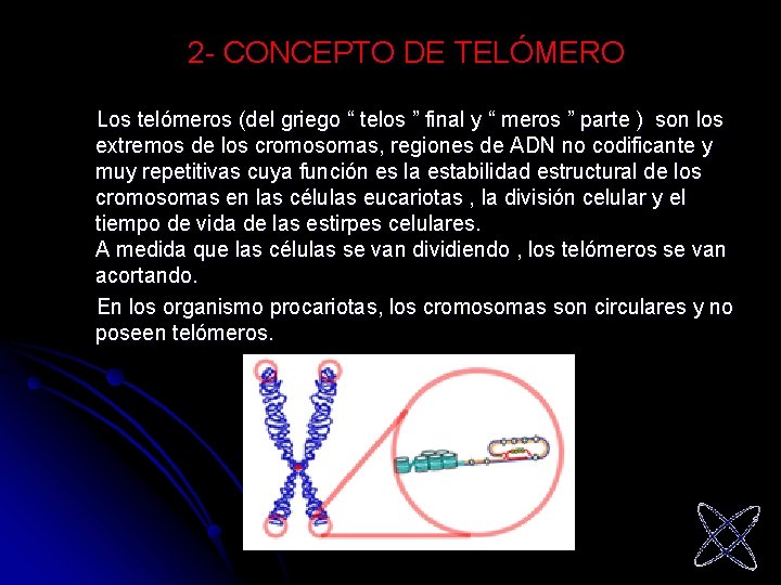 2 - CONCEPTO DE TELÓMERO Los telómeros (del griego “ telos ” final y