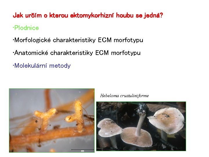 Jak určím o kterou ektomykorhizní houbu se jedná? • Plodnice • Morfologické charakteristiky ECM