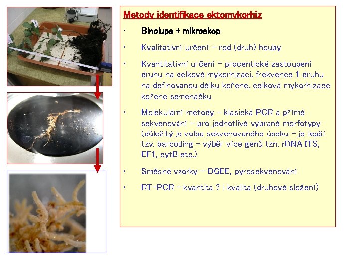 Metody identifikace ektomykorhiz • Binolupa + mikroskop • Kvalitativní určení – rod (druh) houby
