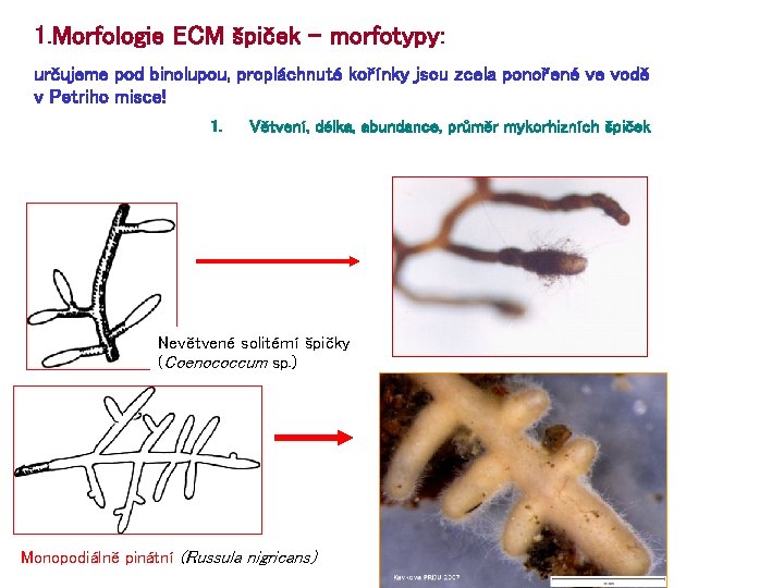 1. Morfologie ECM špiček – morfotypy: určujeme pod binolupou, propláchnuté kořínky jsou zcela ponořené