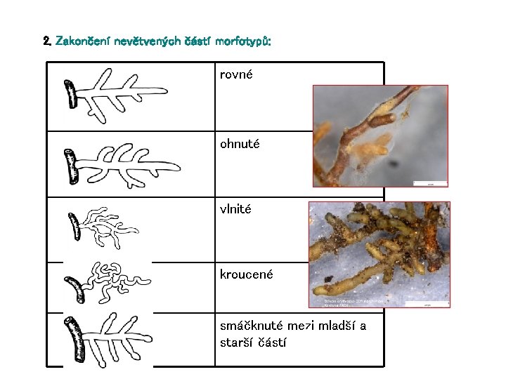 2. Zakončení nevětvených částí morfotypů: rovné ohnuté vlnité kroucené smáčknuté mezi mladší a starší