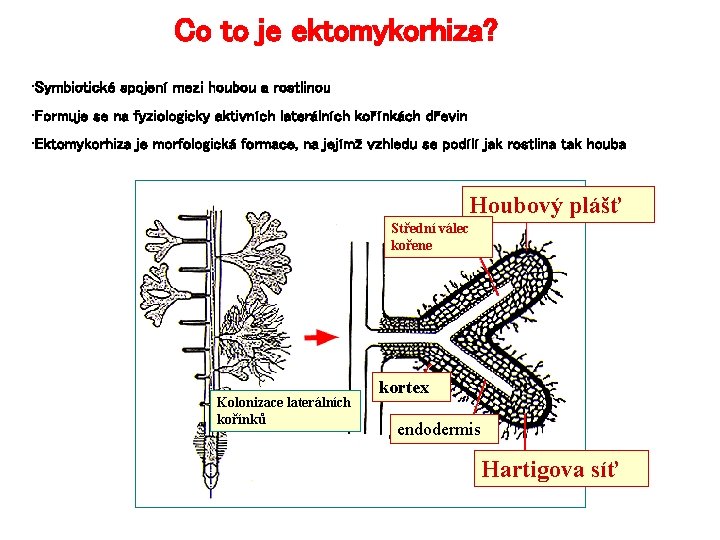 Co to je ektomykorhiza? • Symbiotické spojení mezi houbou a rostlinou • Formuje se