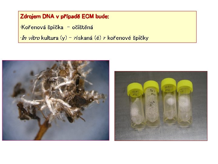 Zdrojem DNA v případě ECM bude: • Kořenová špička - očištěná • In vitro