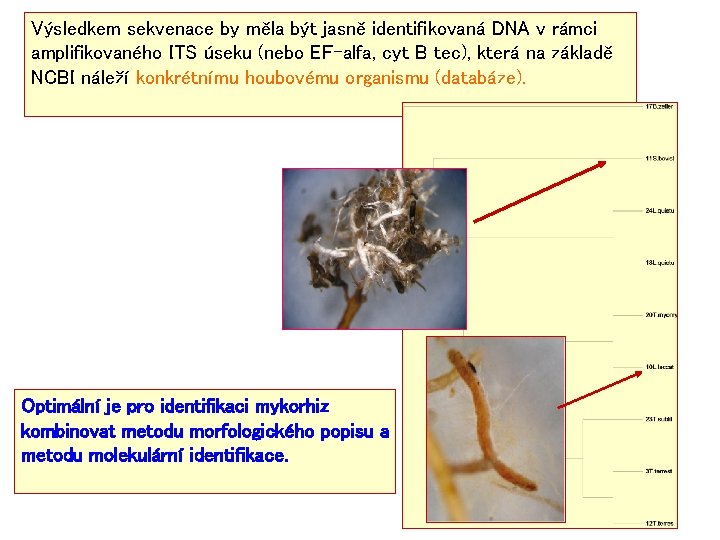 Výsledkem sekvenace by měla být jasně identifikovaná DNA v rámci amplifikovaného ITS úseku (nebo