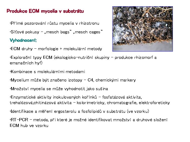 Produkce ECM mycelia v substrátu • Přímé pozorování růstu mycelia v rhizotronu • Síťové