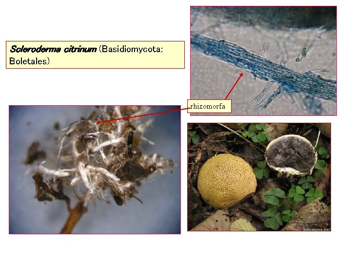 Scleroderma citrinum (Basidiomycota: Boletales) rhizomorfa 