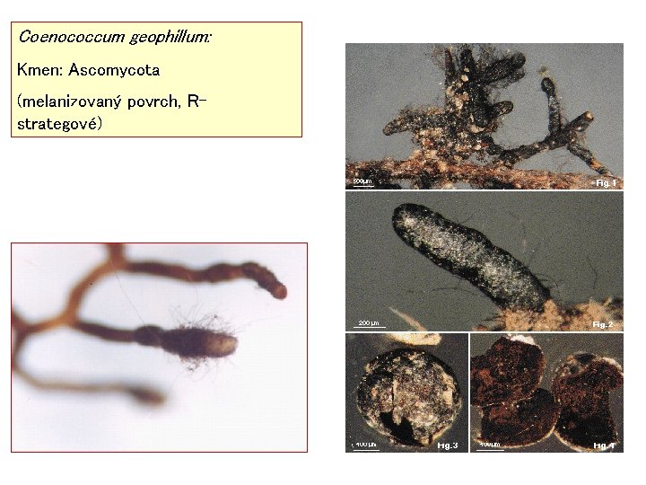 Coenococcum geophillum: Kmen: Ascomycota (melanizovaný povrch, Rstrategové) 