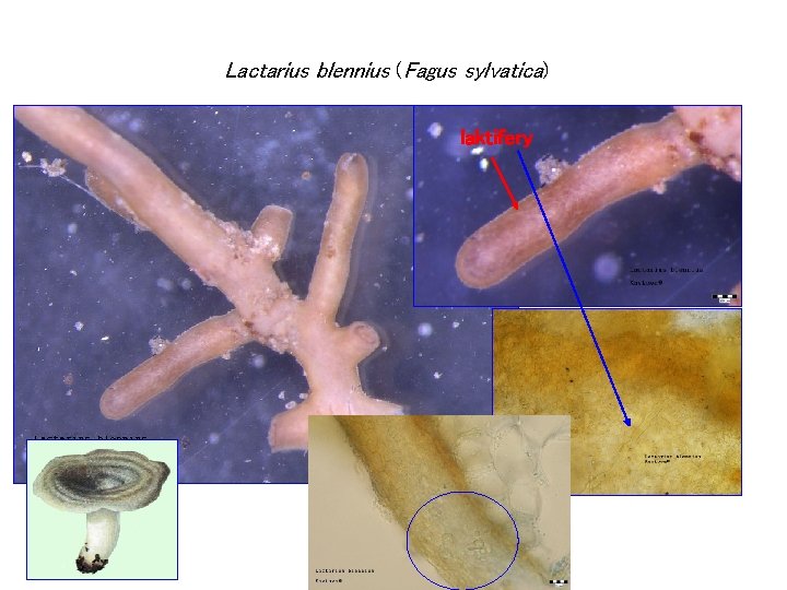 Lactarius blennius (Fagus sylvatica) laktifery 