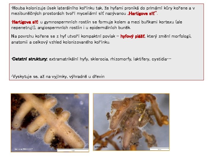  • Houba kolonizuje úsek laterálního kořínku tak, že hyfami proniká do primární kůry