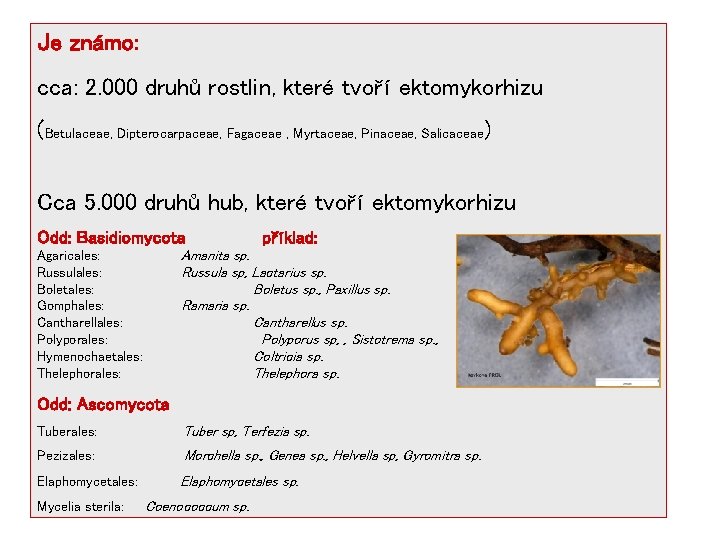 Je známo: cca: 2. 000 druhů rostlin, které tvoří ektomykorhizu (Betulaceae, Dipterocarpaceae, Fagaceae ,